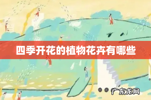 四季开花的植物花卉有哪些