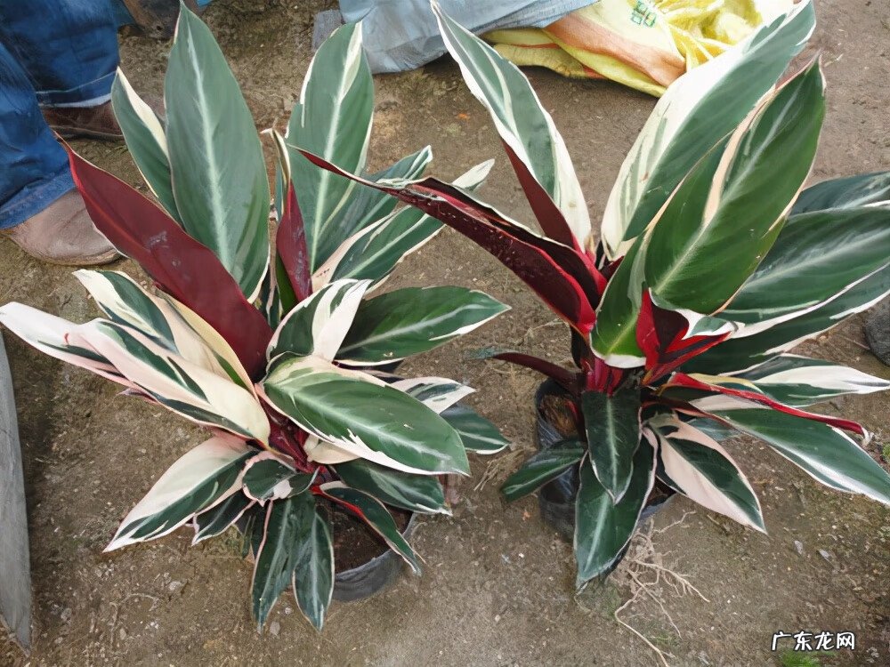 新飞羽竹芋与飞羽区别 新飞羽竹芋的寓意风水