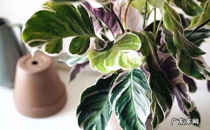 新飞羽竹芋与飞羽区别 新飞羽竹芋的寓意风水