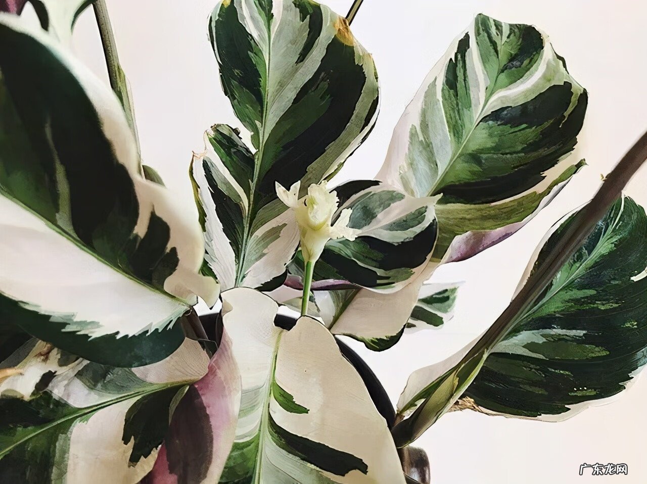 新飞羽竹芋与飞羽区别 新飞羽竹芋的寓意风水