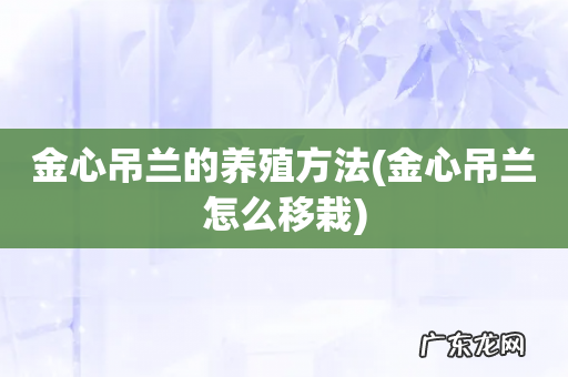 金心吊兰怎么移栽 金心吊兰的养殖方法