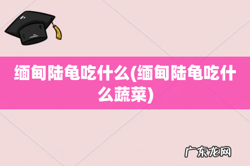 缅甸陆龟吃什么蔬菜 缅甸陆龟吃什么