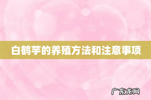 白鹤芋的养殖方法和注意事项