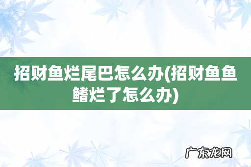招财鱼鱼鳍烂了怎么办 招财鱼烂尾巴怎么办