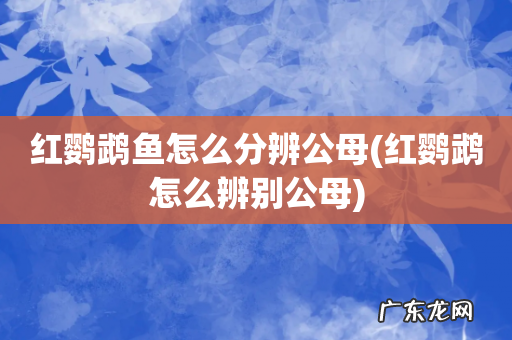 红鹦鹉怎么辨别公母 红鹦鹉鱼怎么分辨公母
