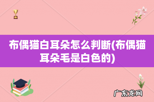 布偶猫耳朵毛是白色的 布偶猫白耳朵怎么判断