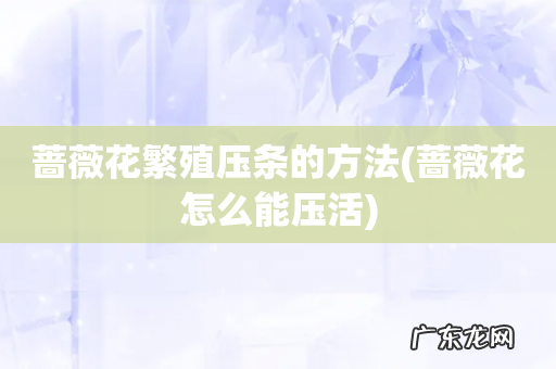 蔷薇花怎么能压活 蔷薇花繁殖压条的方法