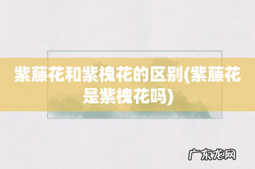 紫藤花是紫槐花吗 紫藤花和紫槐花的区别