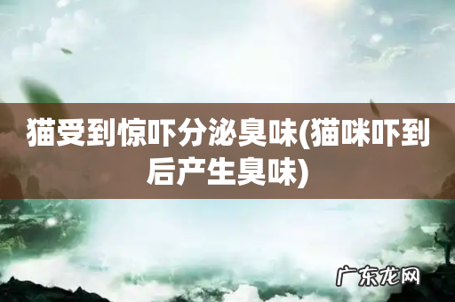 猫咪吓到后产生臭味 猫受到惊吓分泌臭味