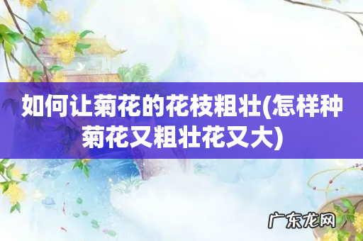 怎样种菊花又粗壮花又大 如何让菊花的花枝粗壮