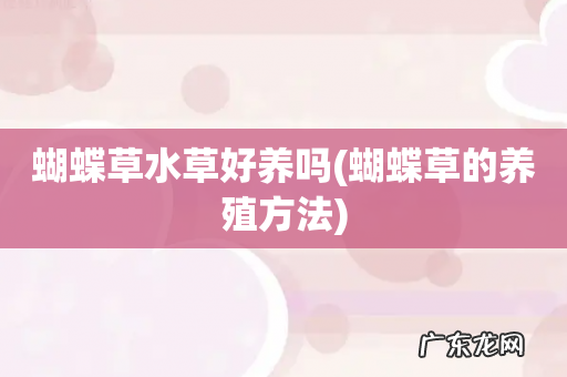 蝴蝶草的养殖方法 蝴蝶草水草好养吗