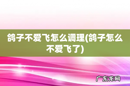 鸽子怎么不爱飞了 鸽子不爱飞怎么调理