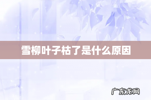 雪柳叶子枯了是什么原因