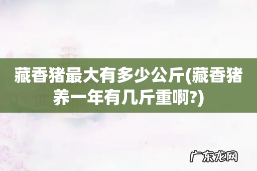 藏香猪养一年有几斤重啊? 藏香猪最大有多少公斤