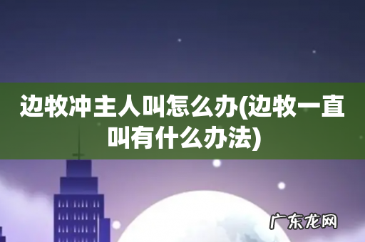 边牧一直叫有什么办法 边牧冲主人叫怎么办