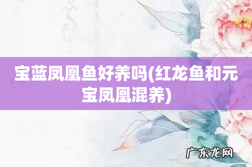 红龙鱼和元宝凤凰混养 宝蓝凤凰鱼好养吗
