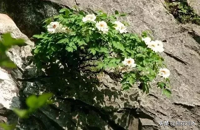 铜镶嵌银方法 银纹铜花风水