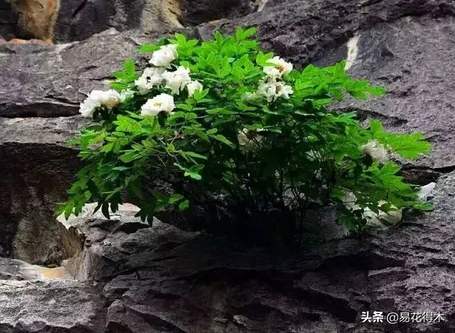 铜镶嵌银方法 银纹铜花风水