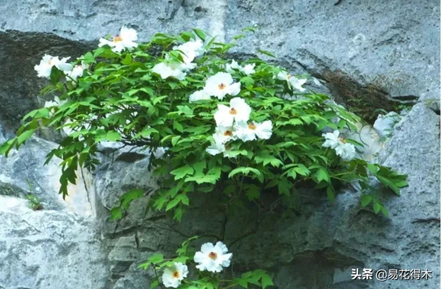 铜镶嵌银方法 银纹铜花风水