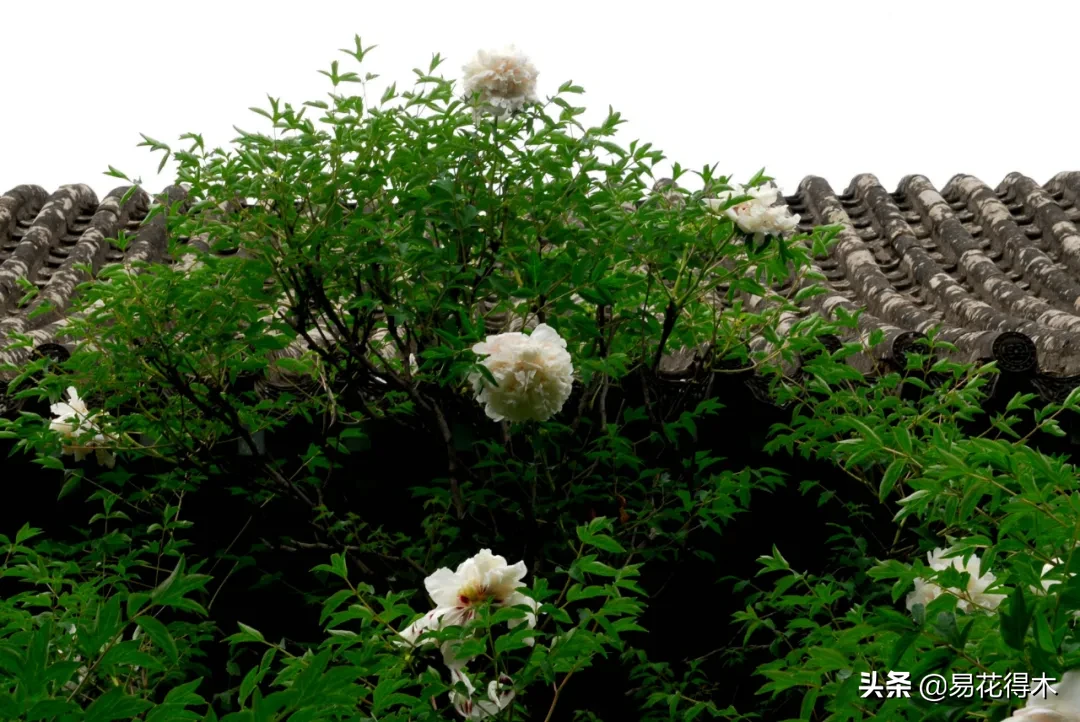 铜镶嵌银方法 银纹铜花风水