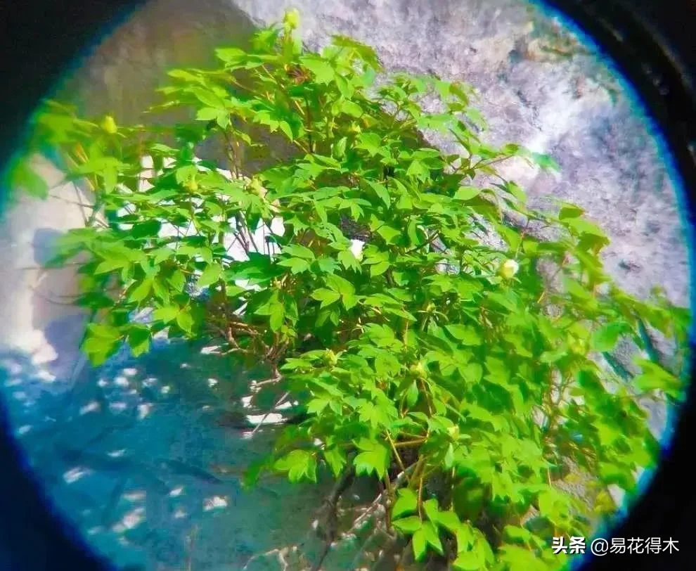 铜镶嵌银方法 银纹铜花风水