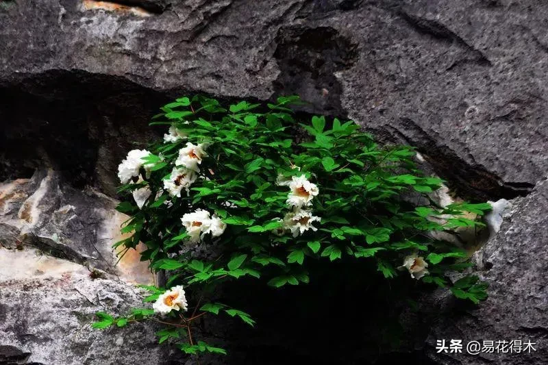 铜镶嵌银方法 银纹铜花风水