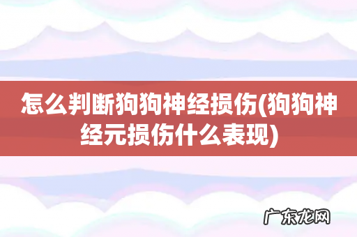 狗狗神经元损伤什么表现 怎么判断狗狗神经损伤