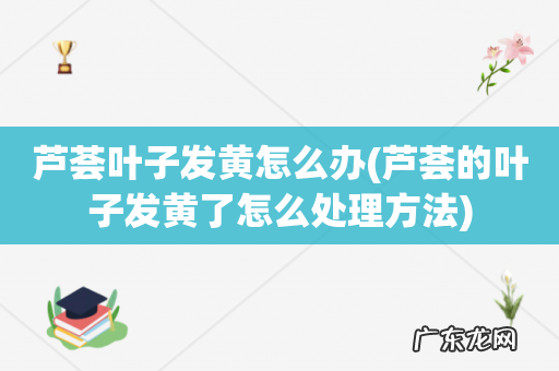 芦荟的叶子发黄了怎么处理方法 芦荟叶子发黄怎么办