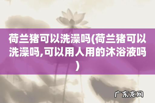 荷兰猪可以洗澡吗,可以用人用的沐浴液吗 荷兰猪可以洗澡吗