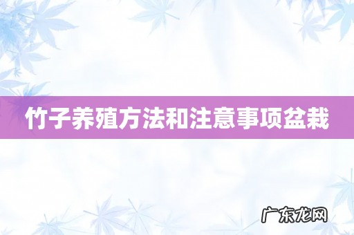 竹子养殖方法和注意事项盆栽