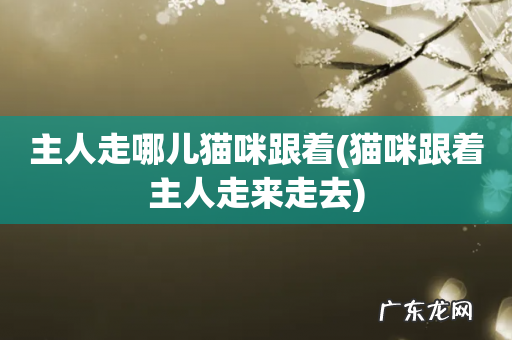猫咪跟着主人走来走去 主人走哪儿猫咪跟着