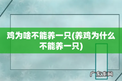养鸡为什么不能养一只 鸡为啥不能养一只