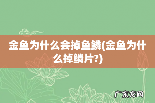 金鱼为什么掉鳞片? 金鱼为什么会掉鱼鳞