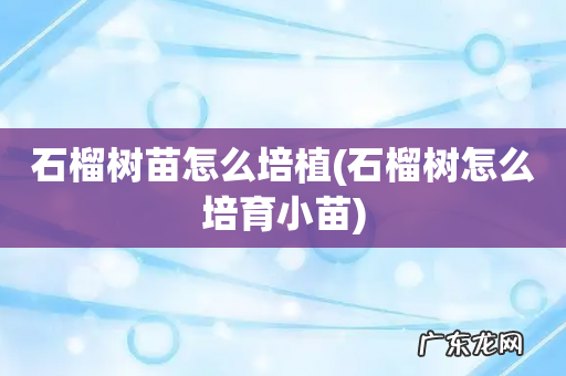 石榴树怎么培育小苗 石榴树苗怎么培植