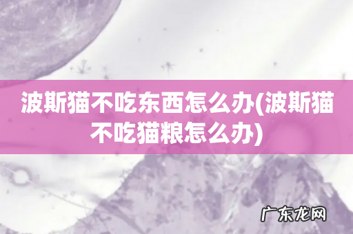 波斯猫不吃猫粮怎么办 波斯猫不吃东西怎么办