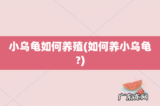 如何养小乌龟? 小乌龟如何养殖