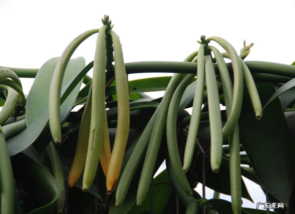 香草是什么意思? 香草是什么植物