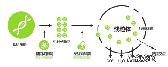 女性吃左旋肉碱会反弹吗 左旋肉碱反弹吗?