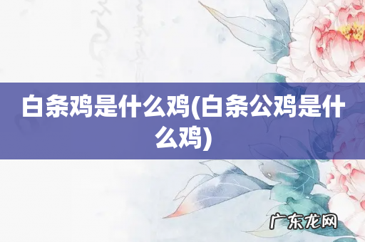 白条公鸡是什么鸡 白条鸡是什么鸡