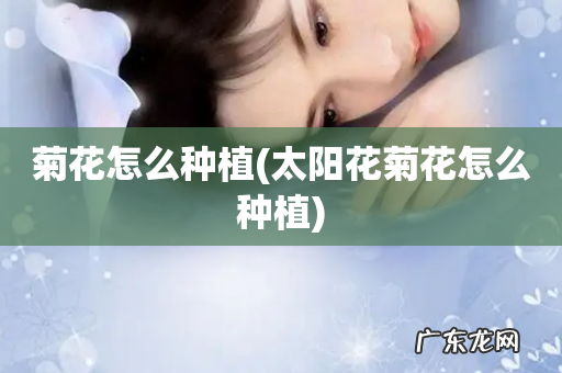 太阳花菊花怎么种植 菊花怎么种植