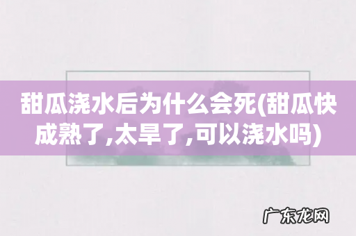 甜瓜快成熟了,太旱了,可以浇水吗 甜瓜浇水后为什么会死