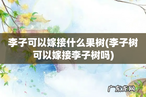 李子树可以嫁接李子树吗 李子可以嫁接什么果树