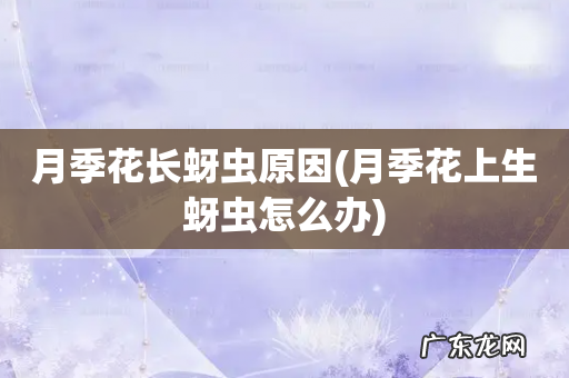 月季花上生蚜虫怎么办 月季花长蚜虫原因