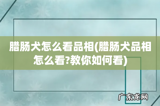 腊肠犬品相怎么看?教你如何看 腊肠犬怎么看品相