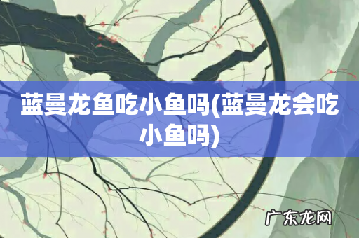 蓝曼龙会吃小鱼吗 蓝曼龙鱼吃小鱼吗