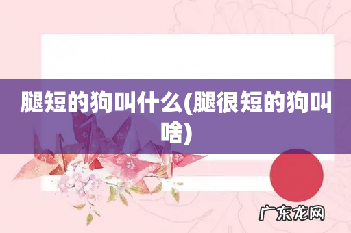 腿很短的狗叫啥 腿短的狗叫什么