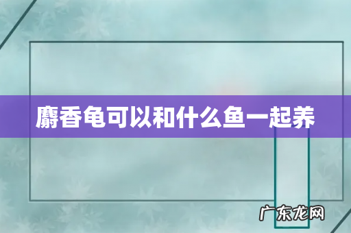 麝香龟可以和什么鱼一起养