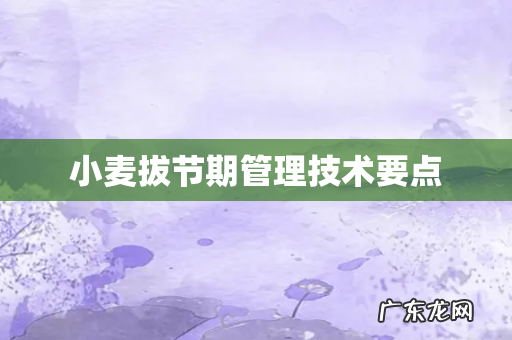 小麦拔节期管理技术要点