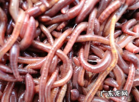 小金钱龟的饲养方法 金钱龟怎么饲养方法