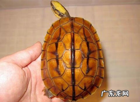 小金钱龟的饲养方法 金钱龟怎么饲养方法